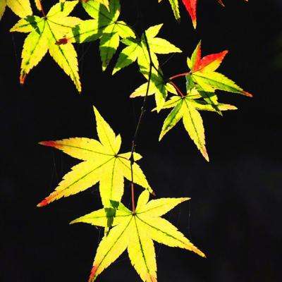 逆天妖王无限元宝版下载